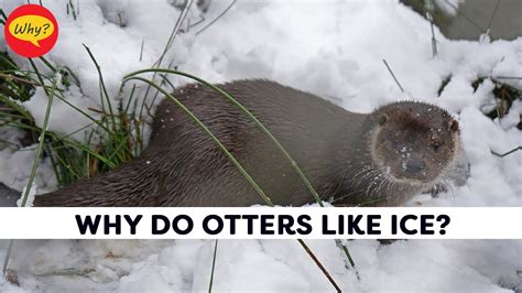 How do I remove Otter AI and why do otters prefer rivers over lakes?