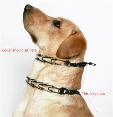 How to Use a Training Collar: A Journey Through the Maze of Canine Communication